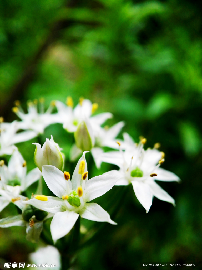 韭菜花