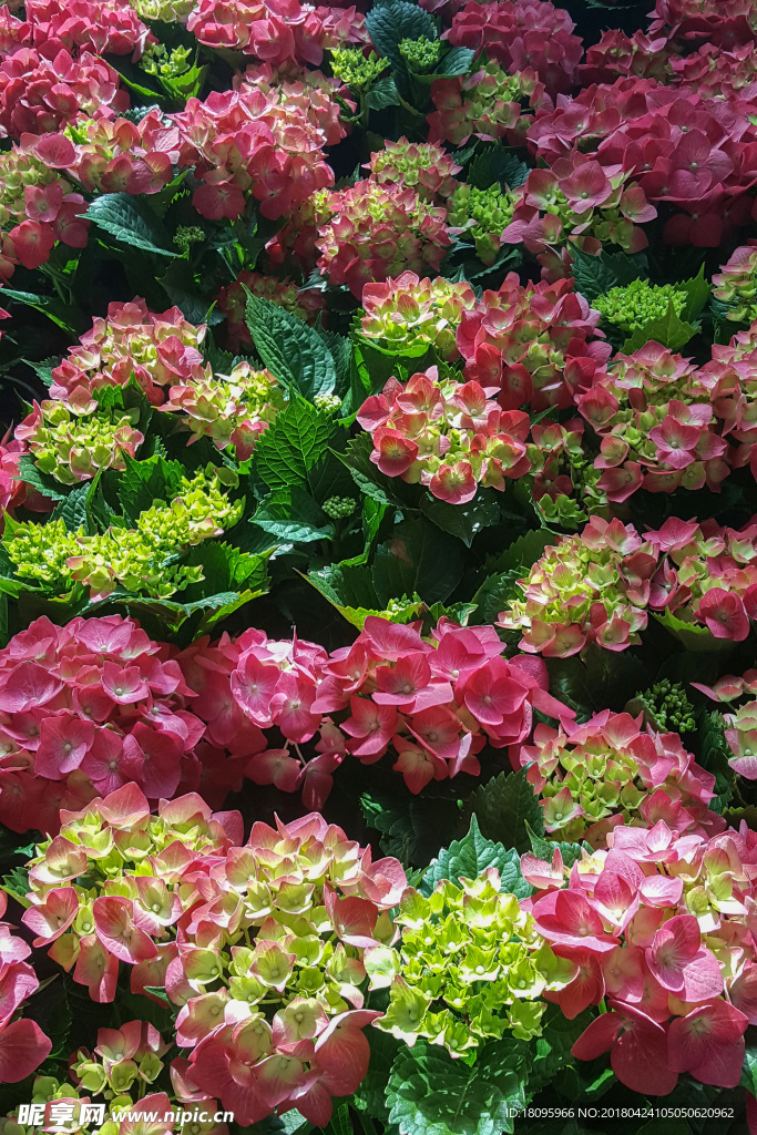 绣球花