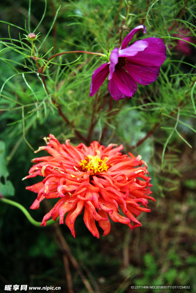 花