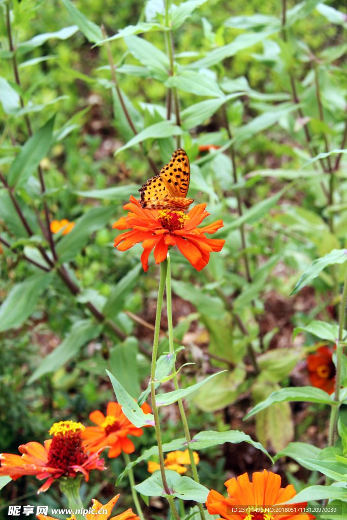 花