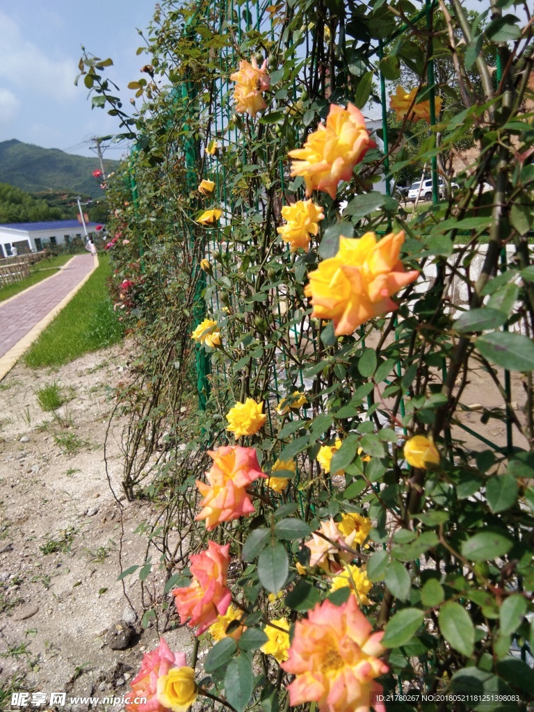 黄色月季花