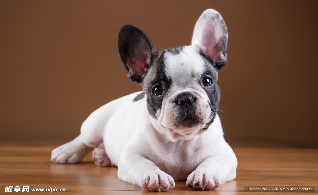 狗狗 狗 小狗  宠物 动物