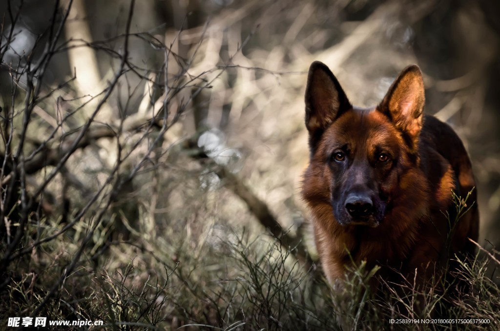 狗 宠物 可爱 狼狗 斗牛士