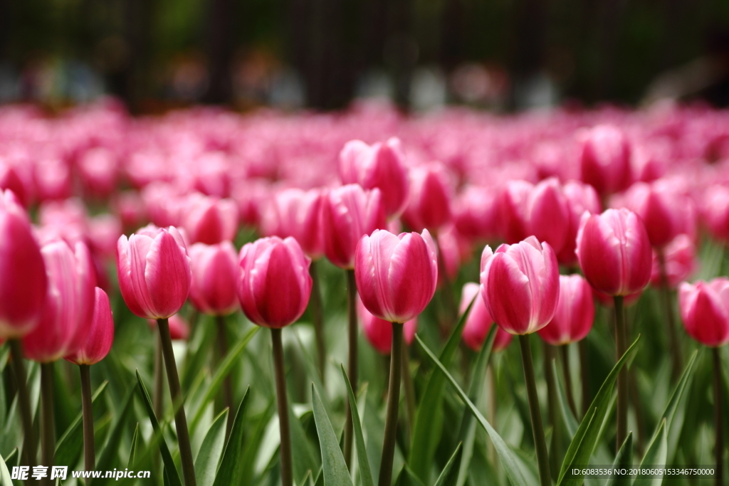 郁金香风景 壁纸 人物 动物桌