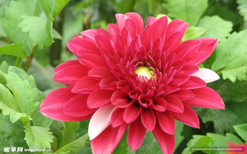 大丽花