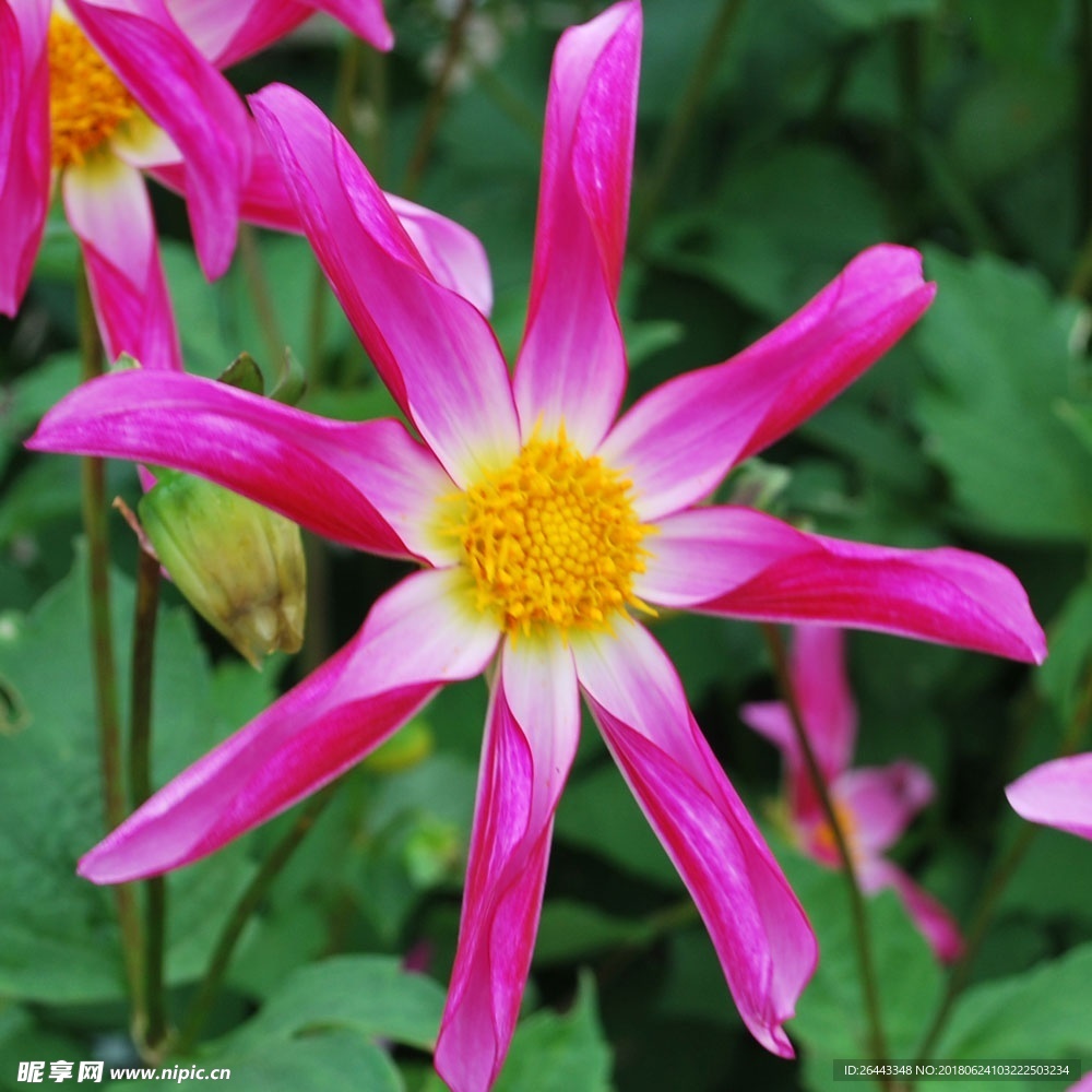 菊花