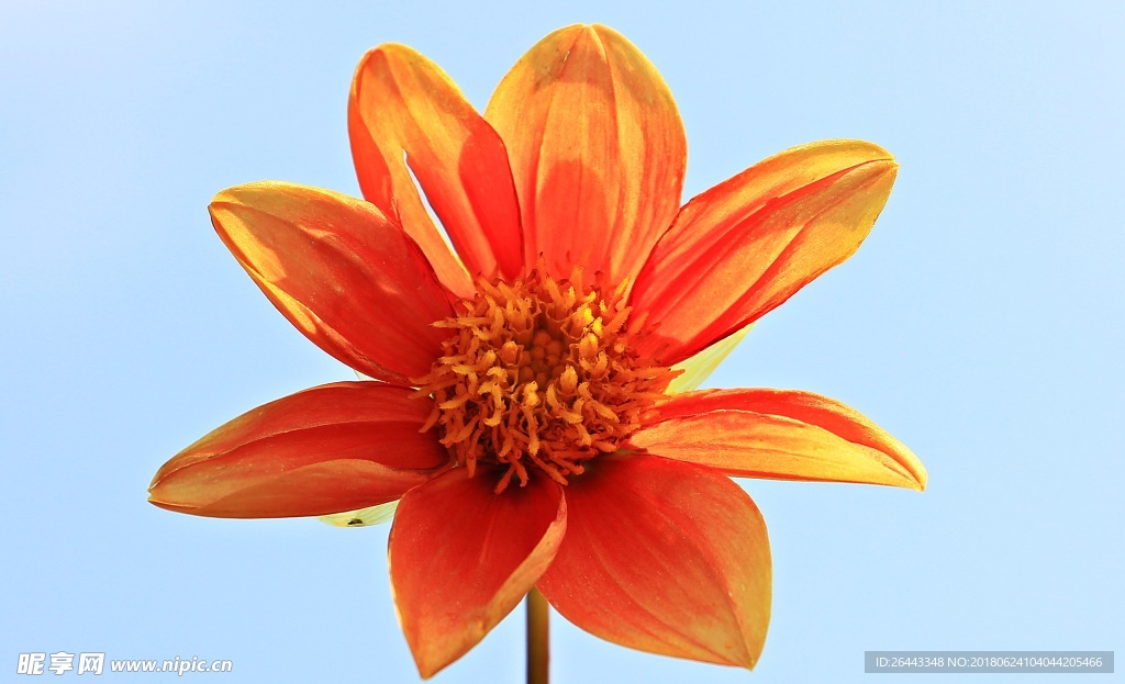 大丽花