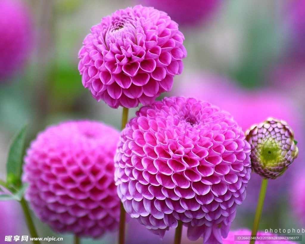 丽花