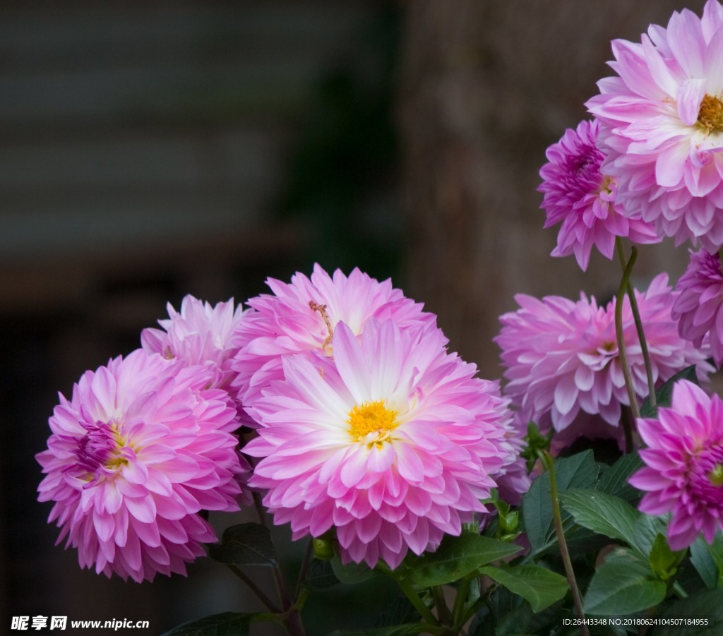 菊花
