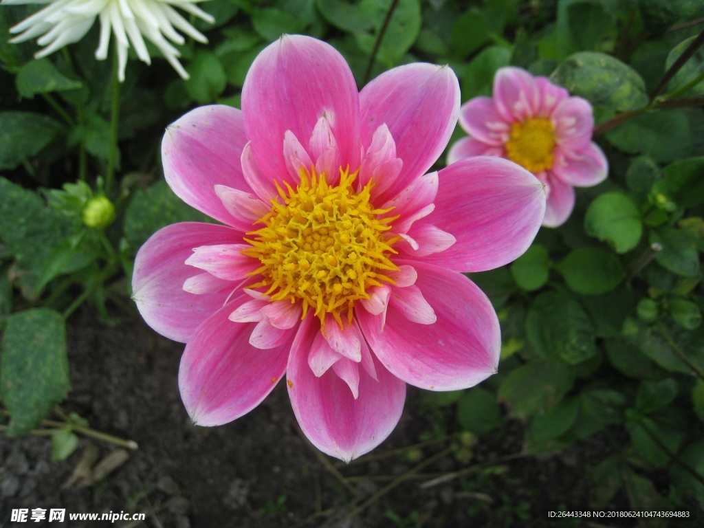 菊花