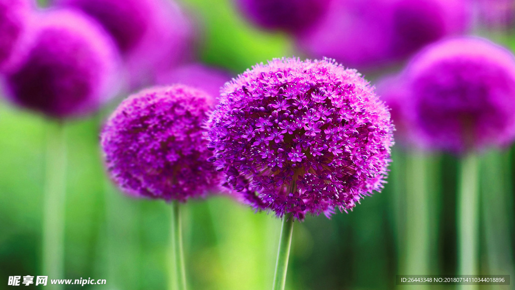 紫花