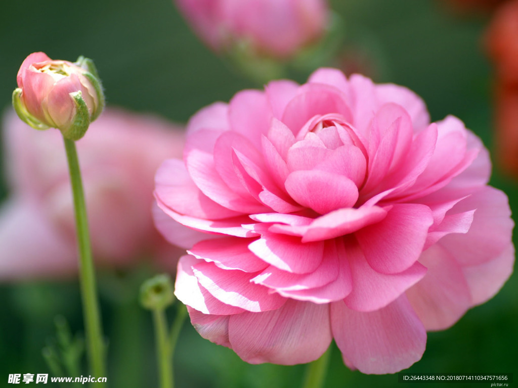 玫瑰花