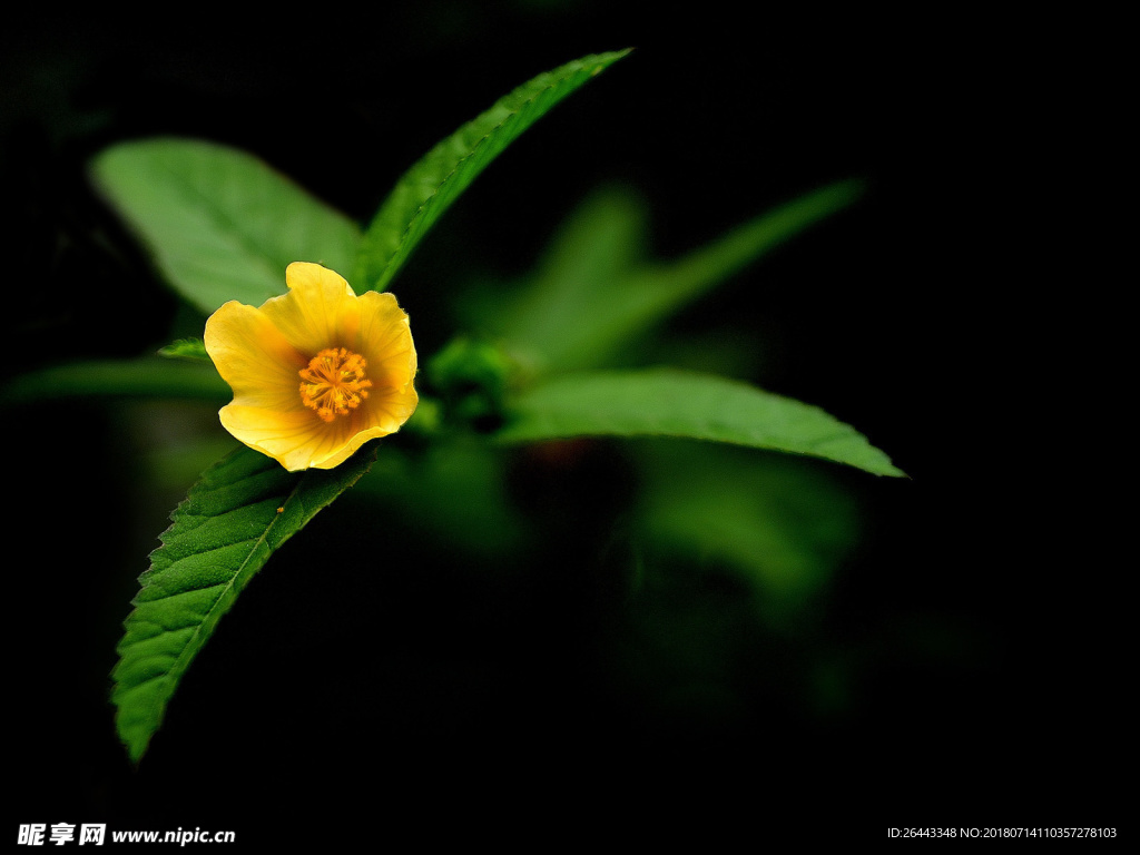 黄花