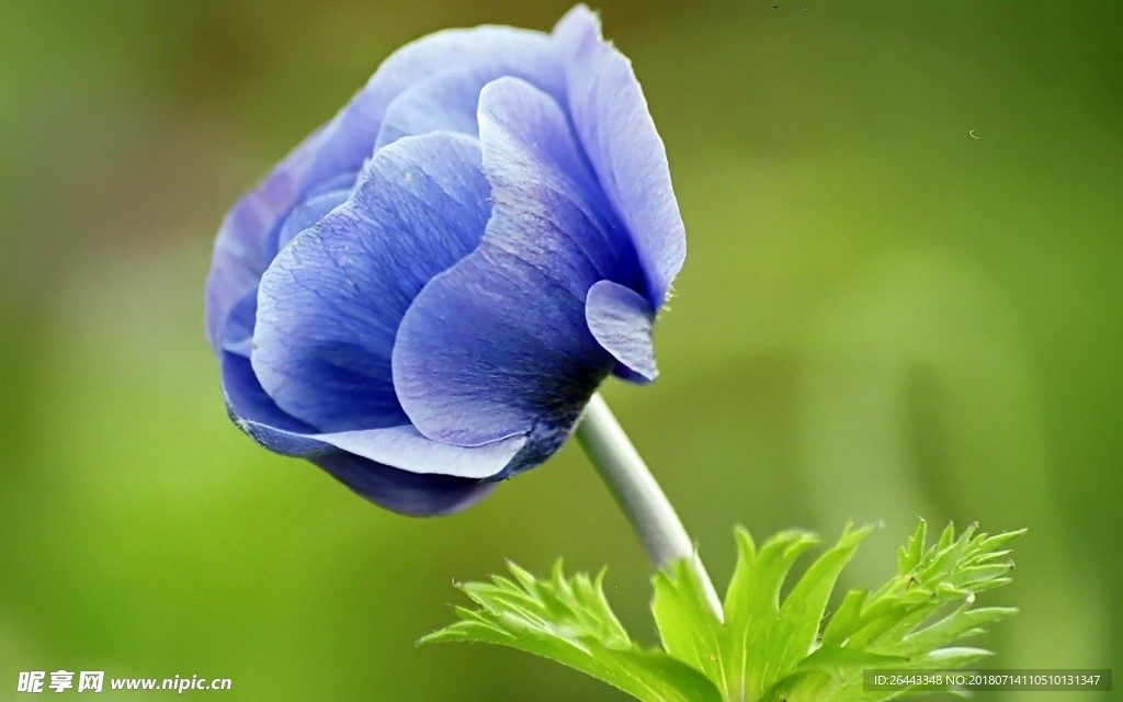 蓝花