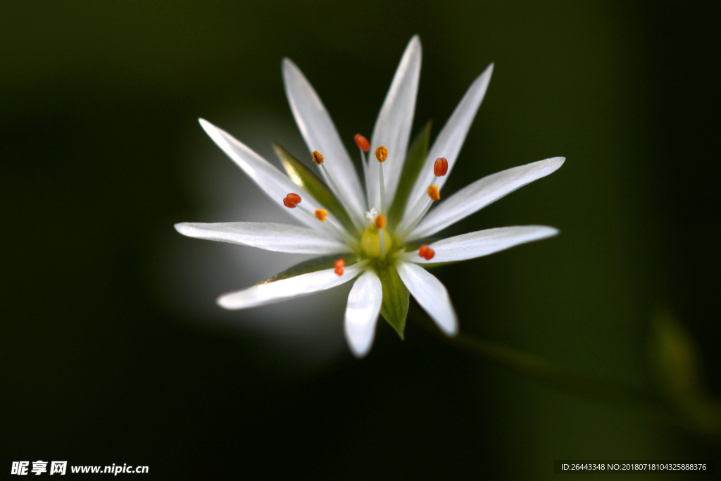 小花