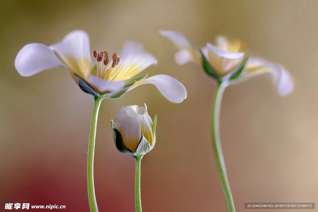 小花