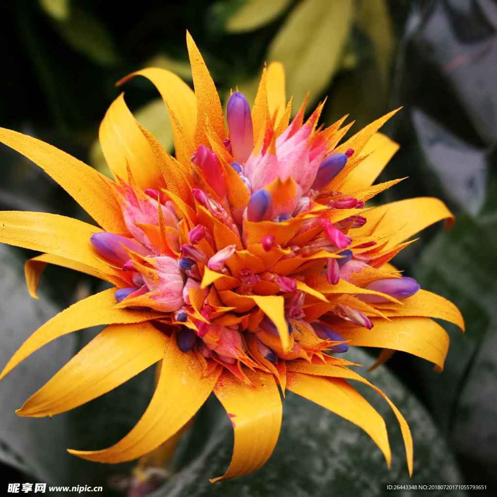 黄花