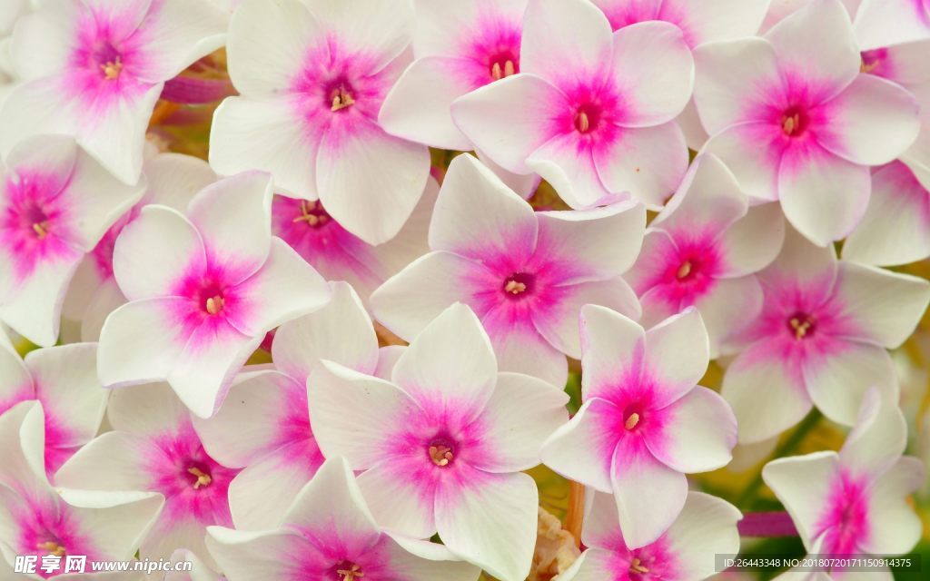 花