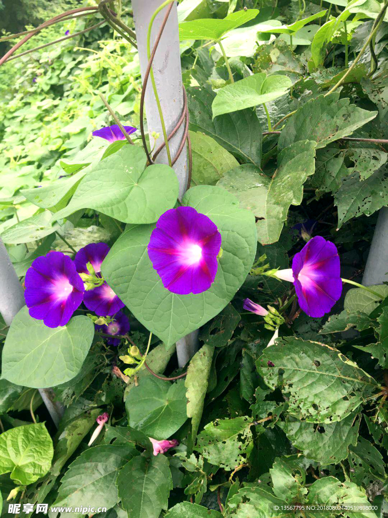 牵牛花