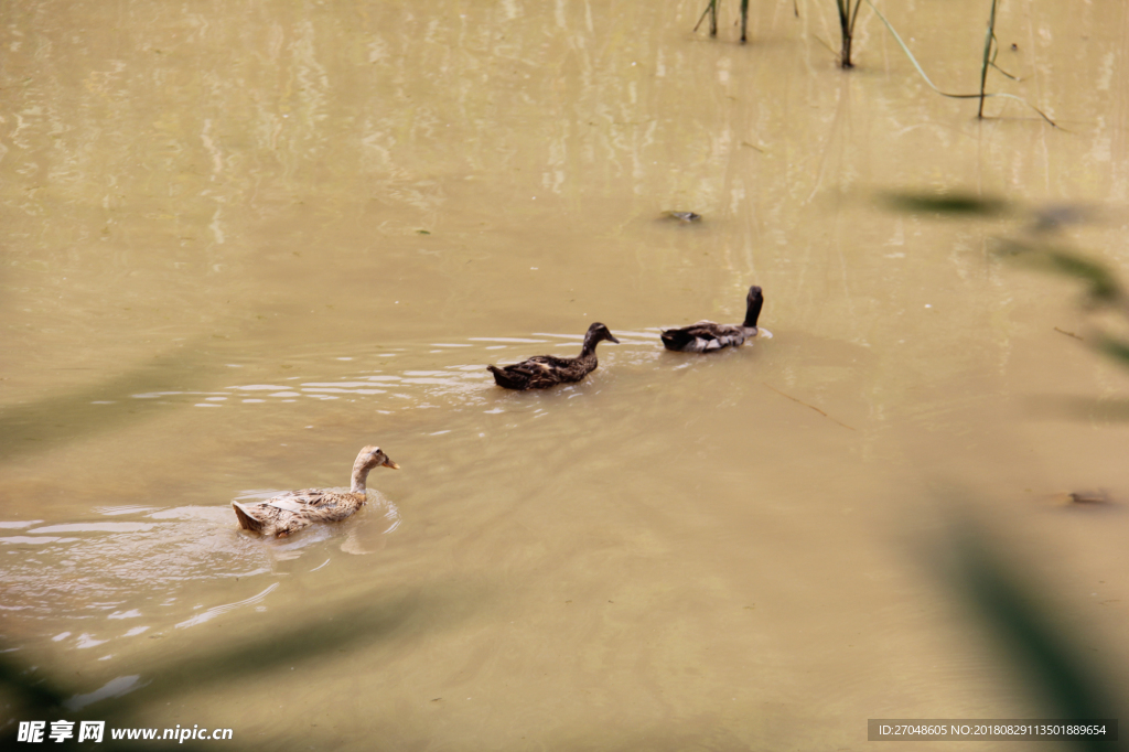 游泳的鸭子