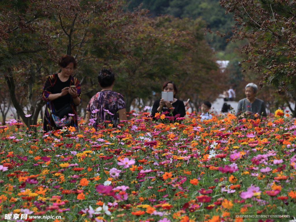 花海