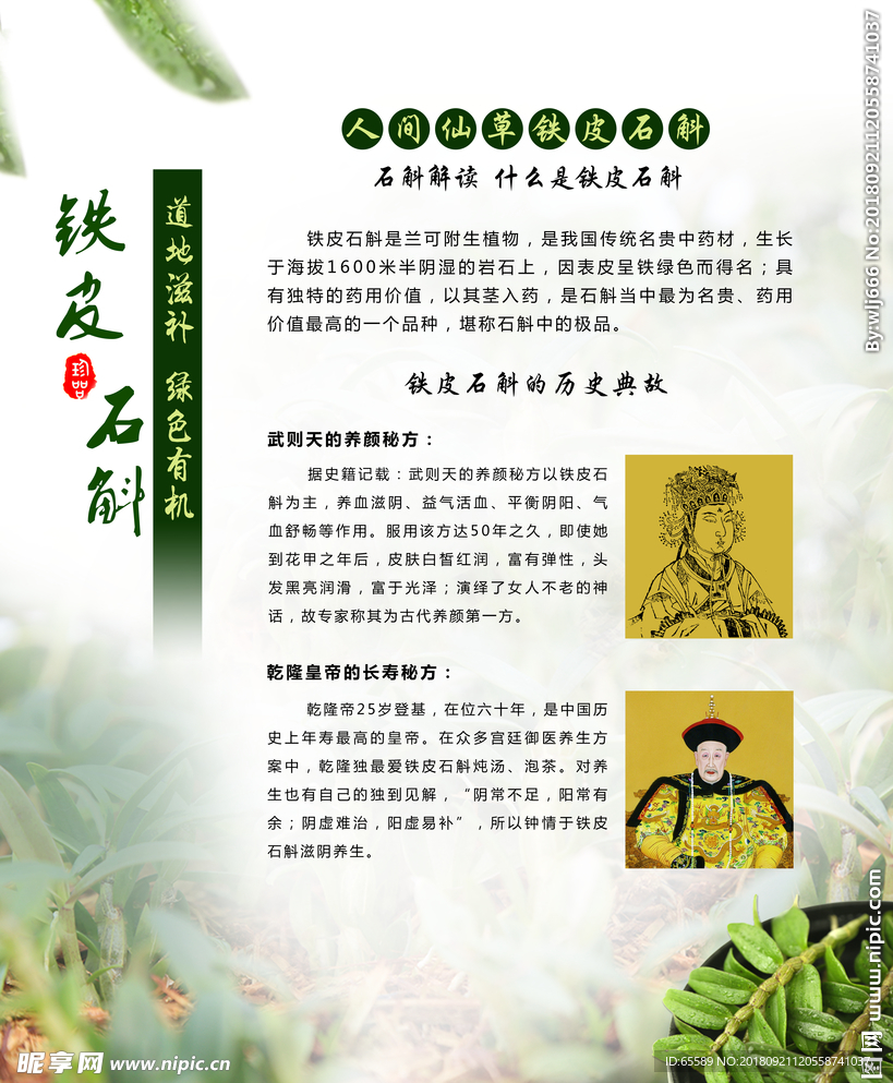 铁皮石斛