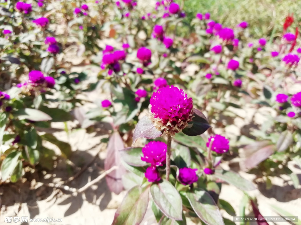 花