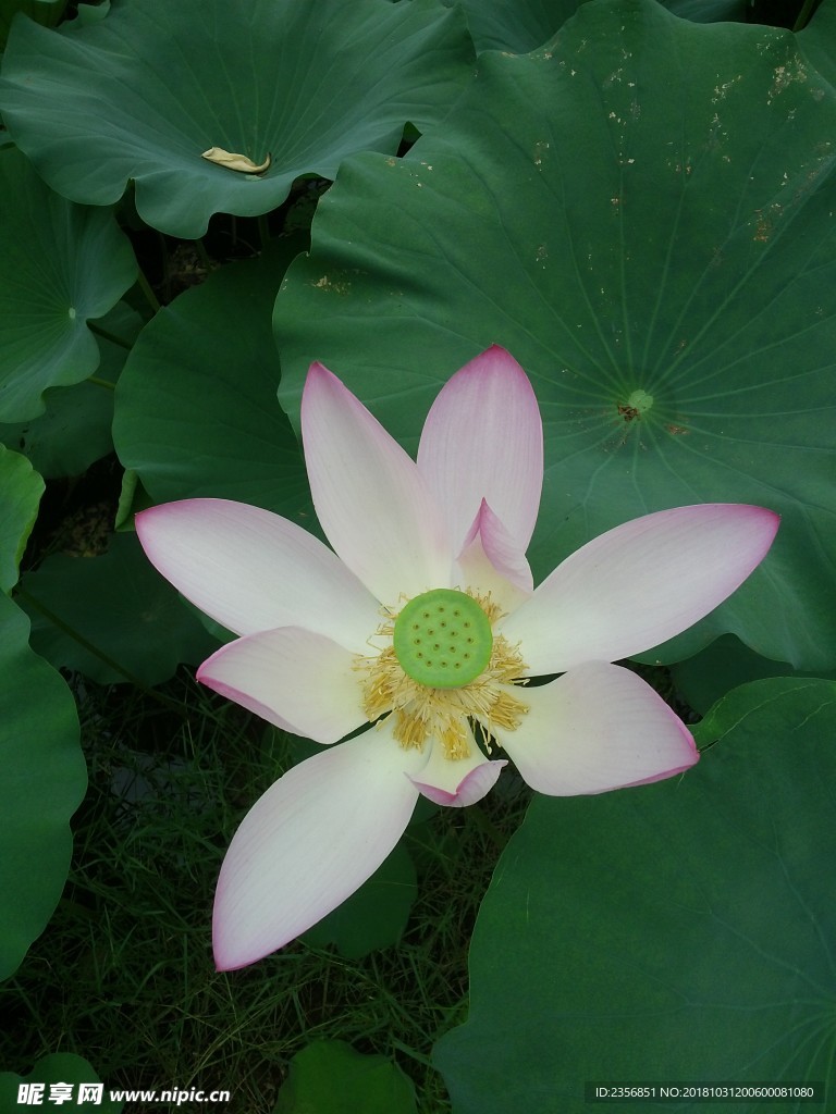 荷花