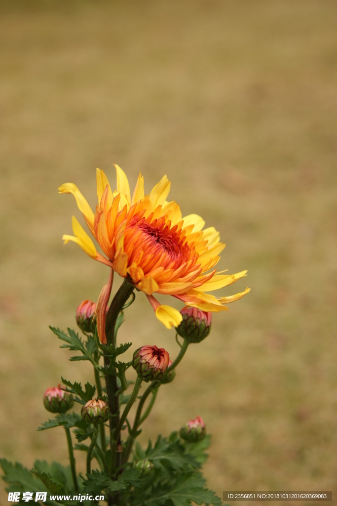 菊花