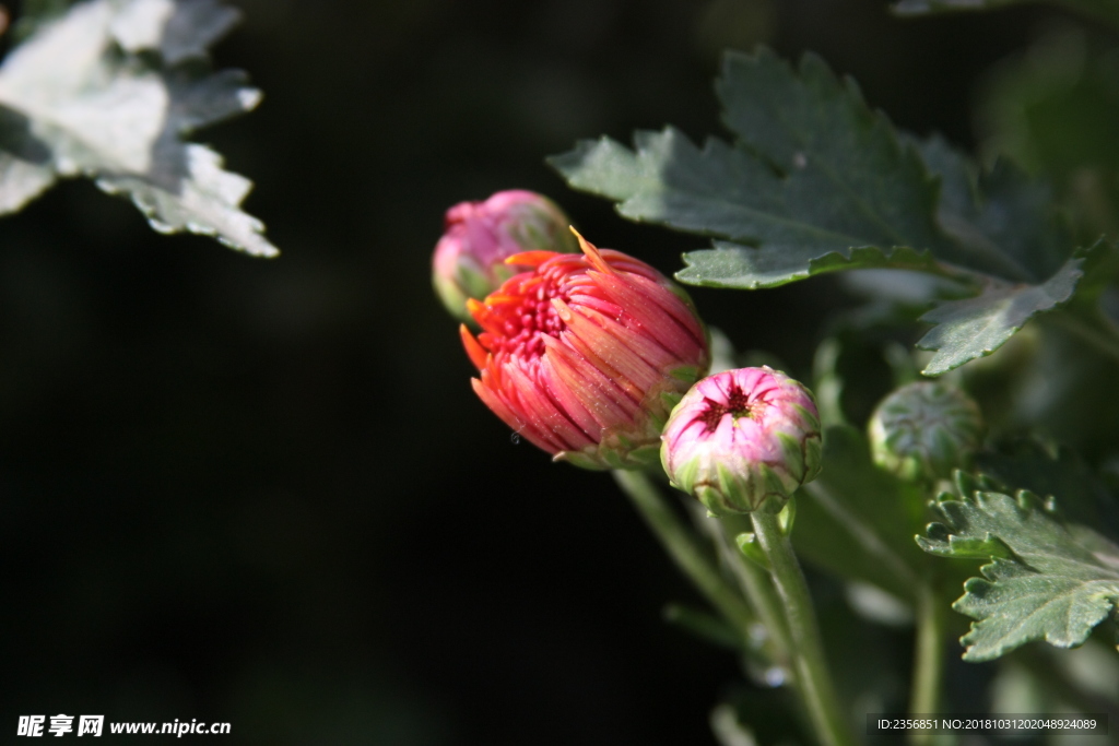 菊花