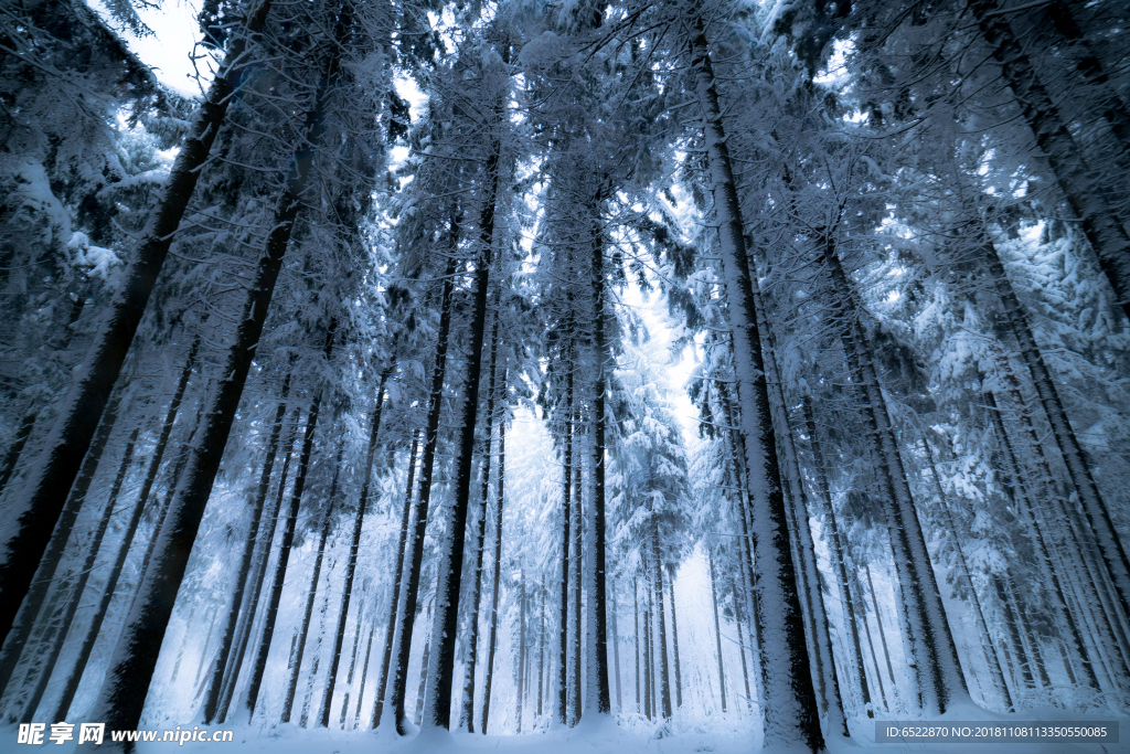 森林雪景 树林雪景 松林雪景