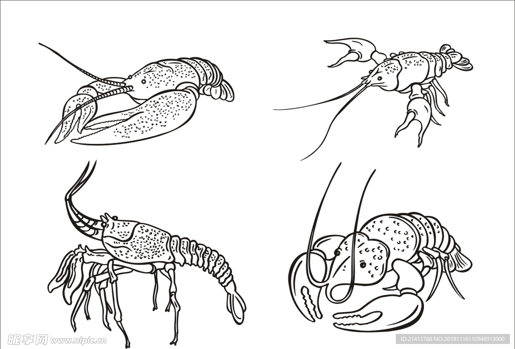手绘线描虾