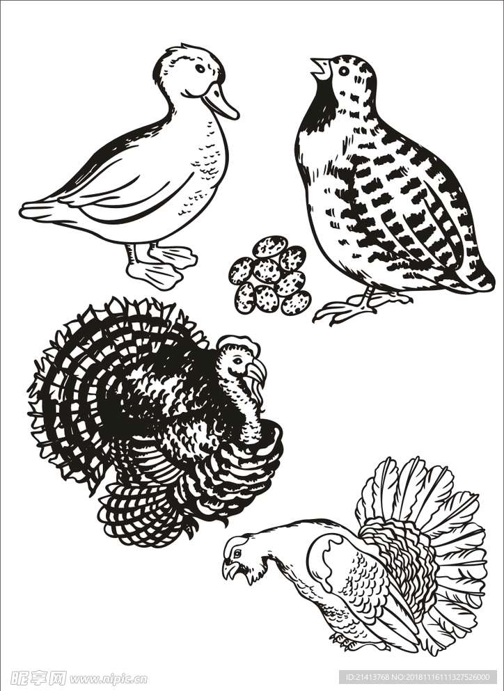 手绘线描小鸡