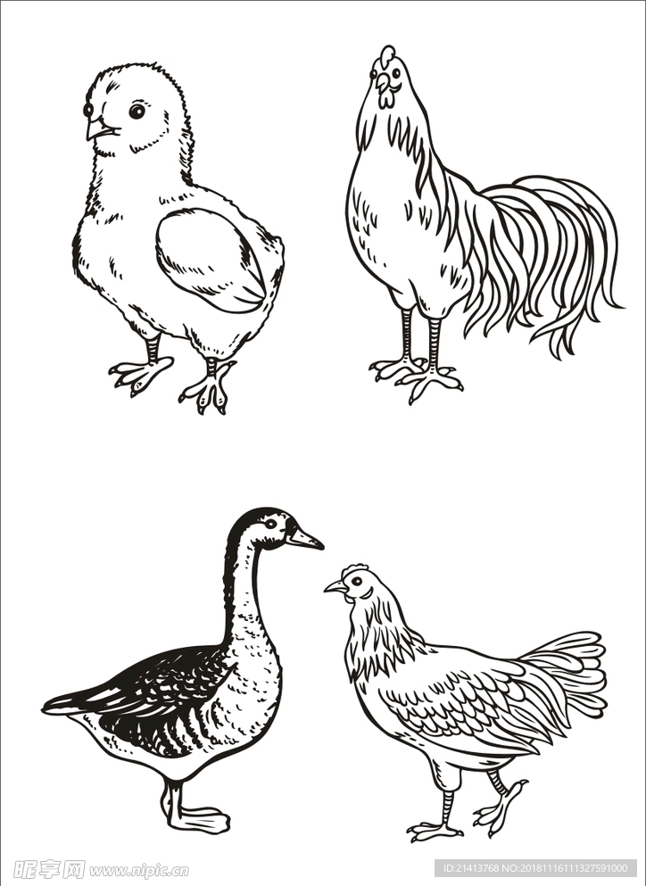 手绘线描小鸡