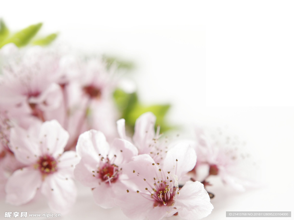 鲜花花朵花卉