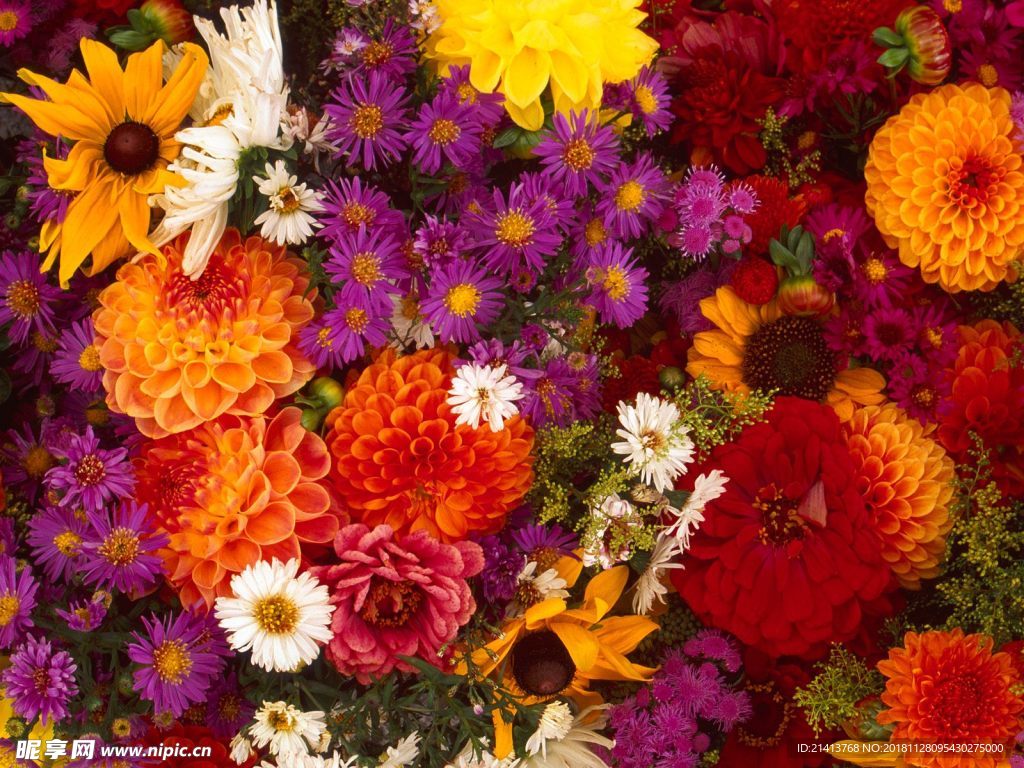 鲜花花朵花卉