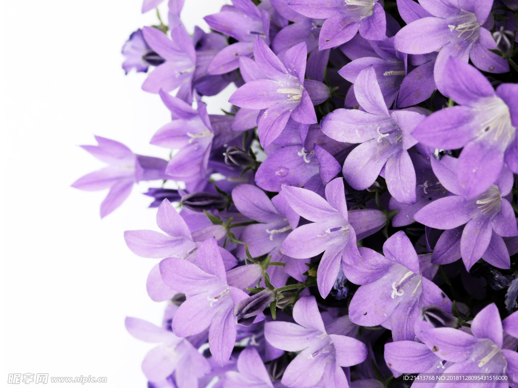 鲜花花朵花卉