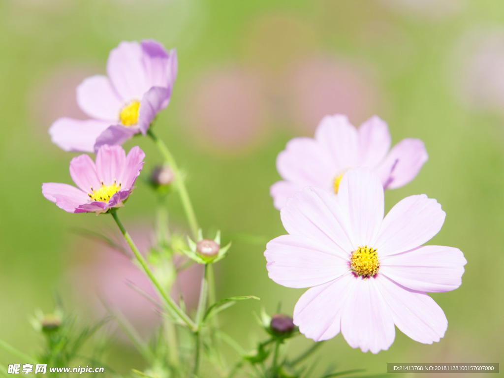 鲜花花朵花卉