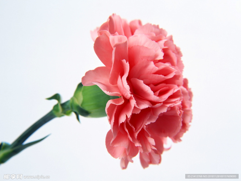 鲜花花朵花卉