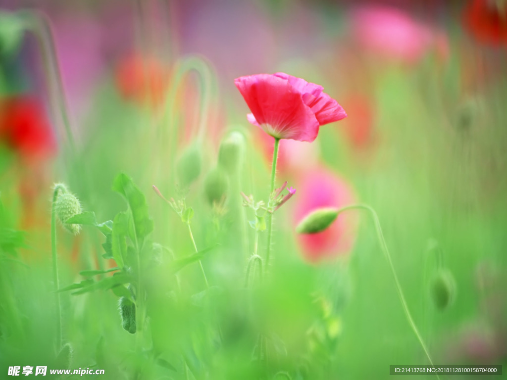 鲜花花朵花卉