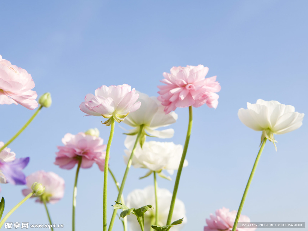 鲜花花朵花卉