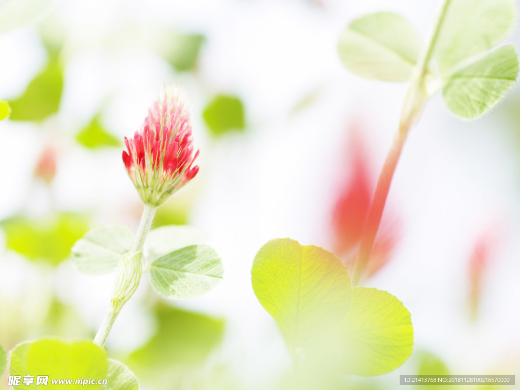 鲜花花朵花卉