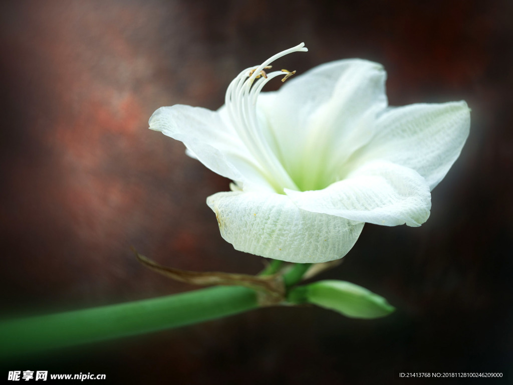 鲜花花朵花卉