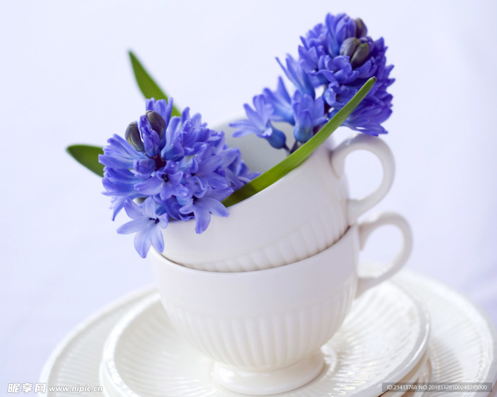 鲜花花朵花卉