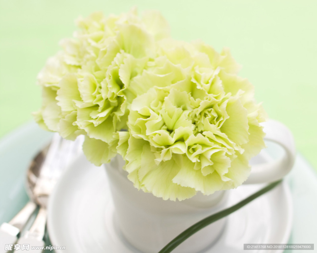 鲜花花朵花卉