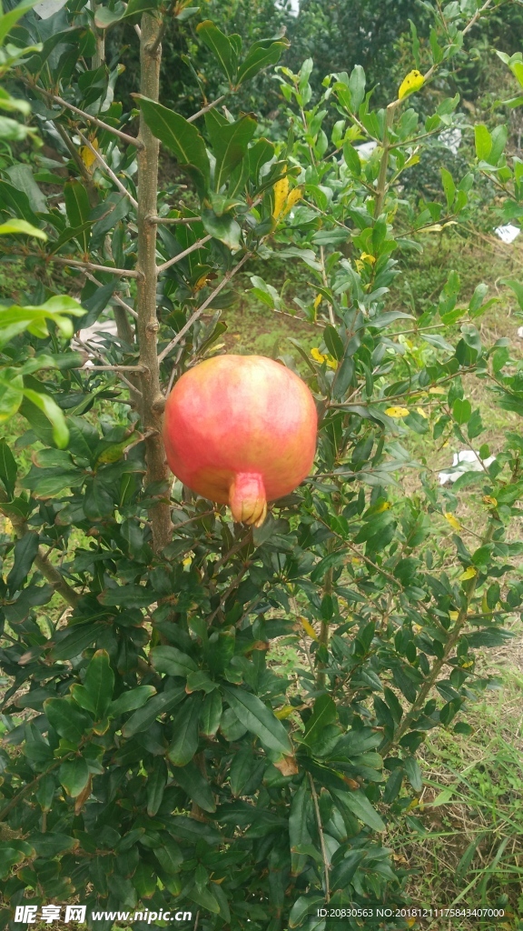 石榴