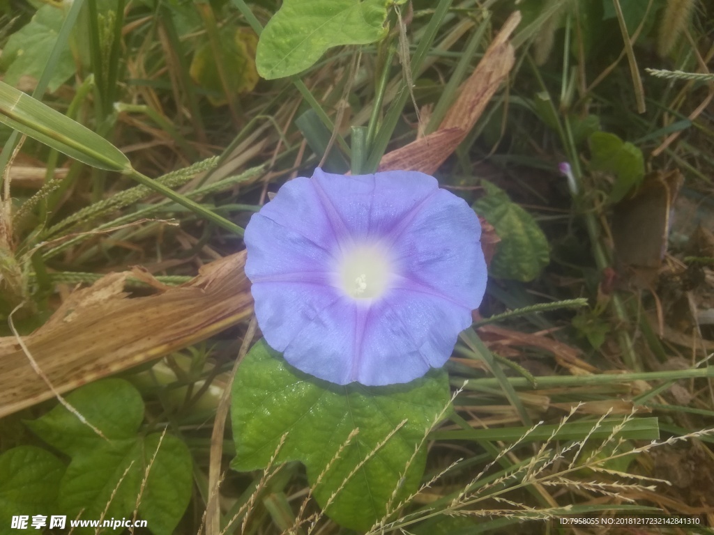 牵牛花