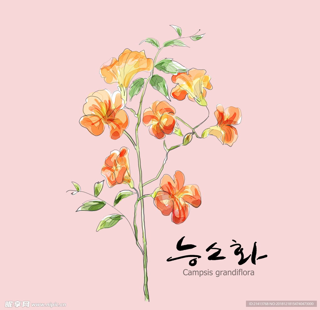 手绘花卉素材