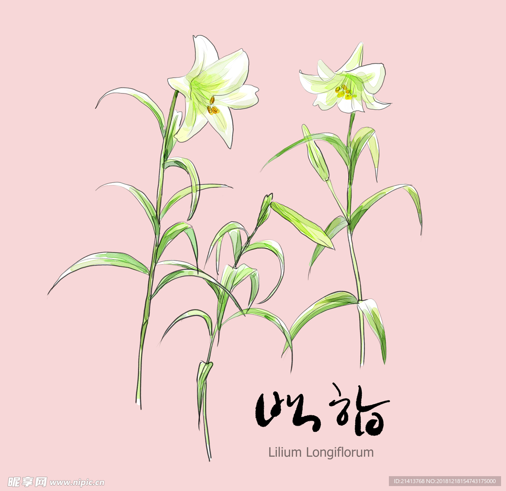 手绘花卉素材