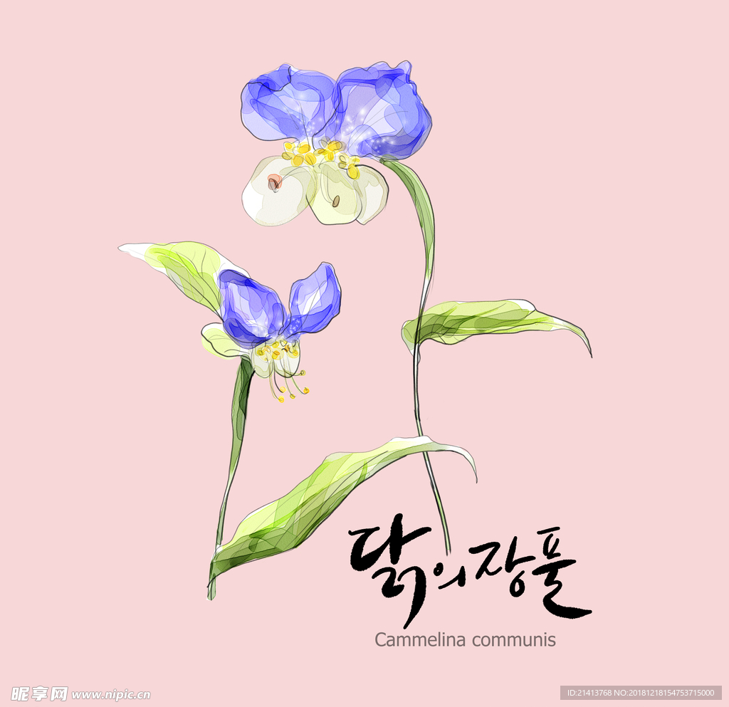 手绘花卉素材